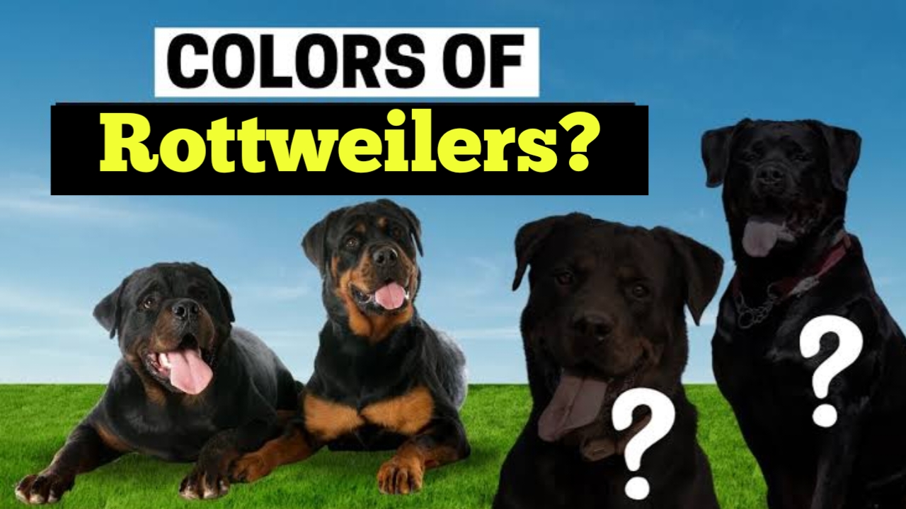 COLOURS OF ROTTWEILERS