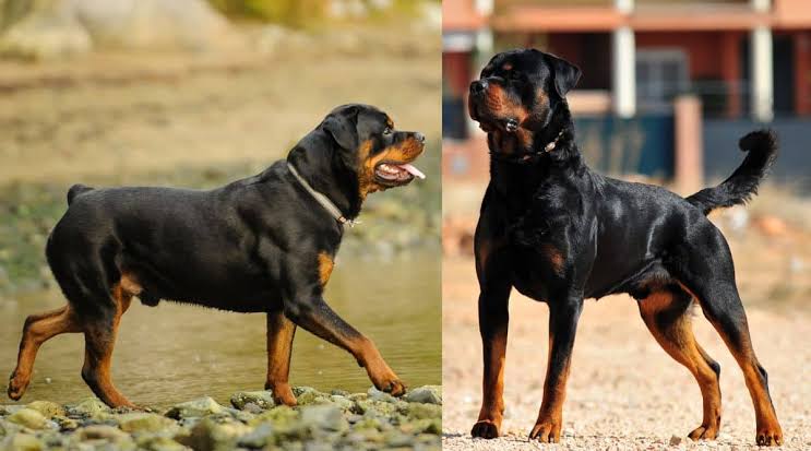 ROMAN Rottweiler vs Serbian Rottweiler