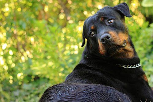 German Rottweilers vs berneese mountain dogs