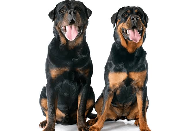 Rottweilers colour