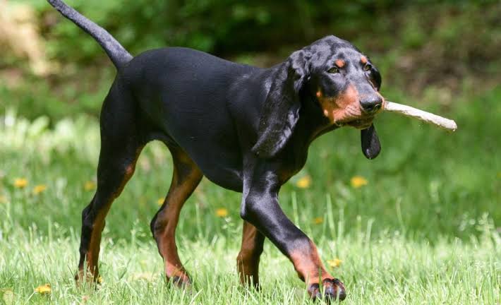 Black and tan coonhound rottweilers mix