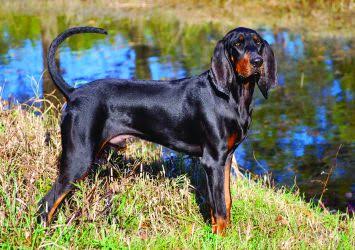 Coonhound Rottweilers mix