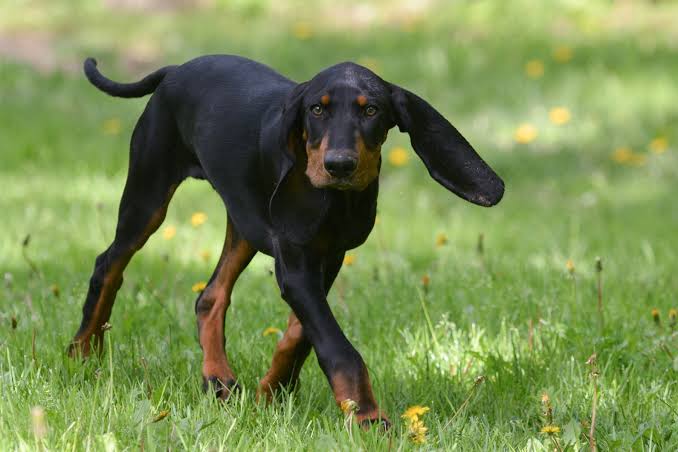 Black and tan coonhound Rottweilers mix