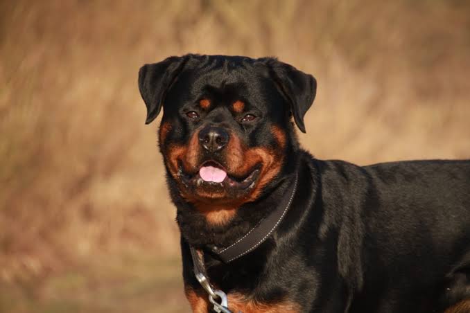 Male Rottweiler can be dominant and stubborn 