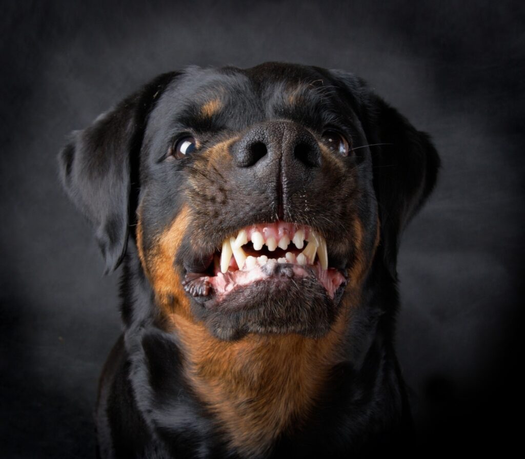 German Rottweilers 