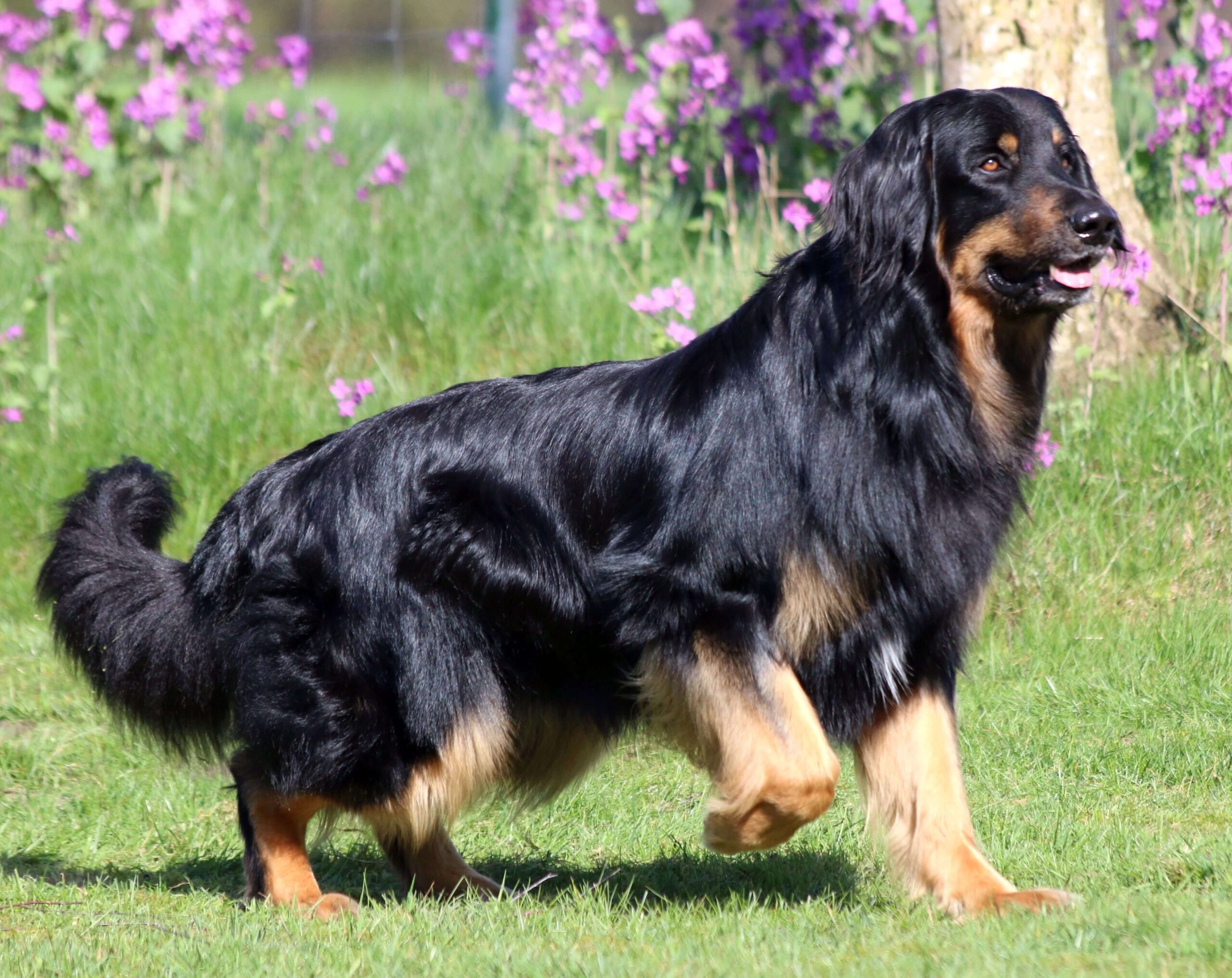 Long haired German Rottweiler mix 