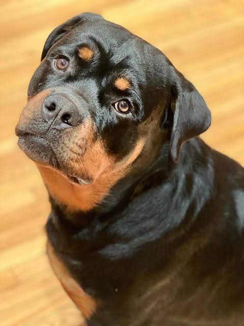Rottweilers down syndrome