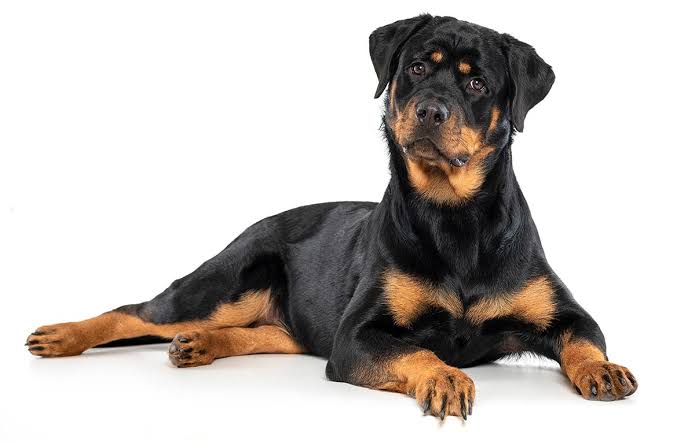 Why do we cut Rottweilers tails? 