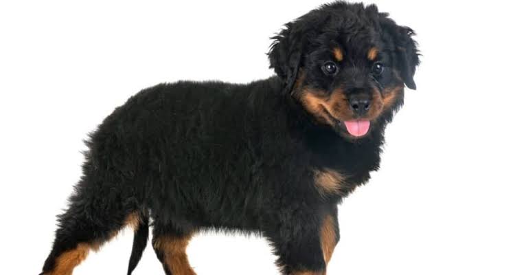 Defination of a long haired German Rottweiler