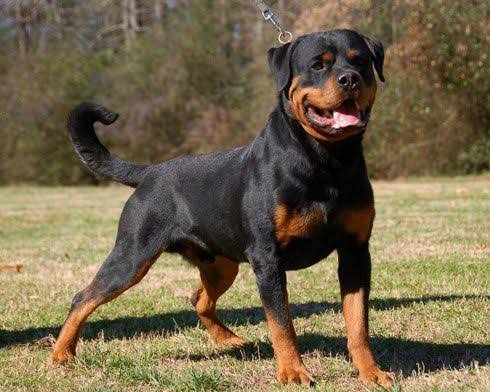 Rottweiler are used as fighting dogs 
