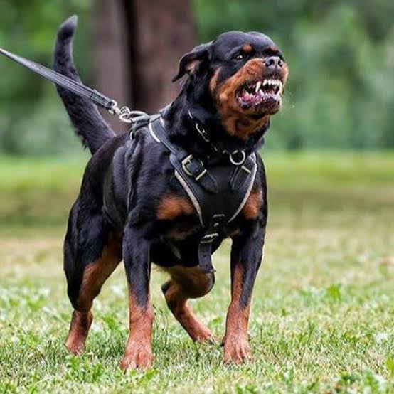 Which is safer for the family : Pitbull or Rottweiler? 