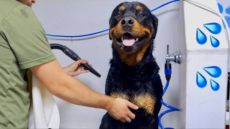 How can i keep my Rottweiler from smelling? 