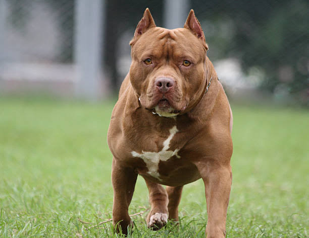 Why are Pitbulls effective fighting dogs 