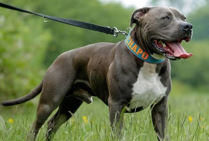 Are Pitbulls suitable for first time owners 