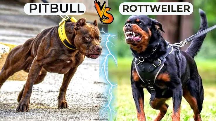 Pitbull or Rottweiler: Wich Is one More Dangerous?