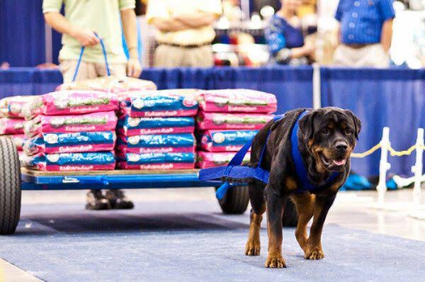 How much weight can a Rottweiler pull? 