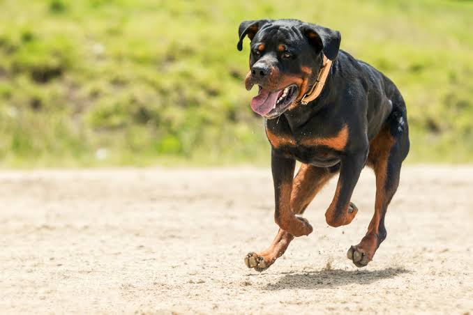 How can I teach my Rottweiler to pull weights safely?