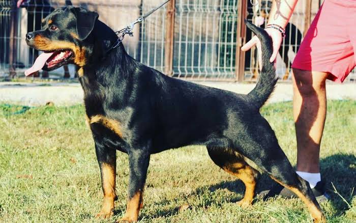 Rottweiler pulling exercise faults