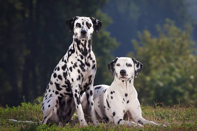 About Dalmatian dog