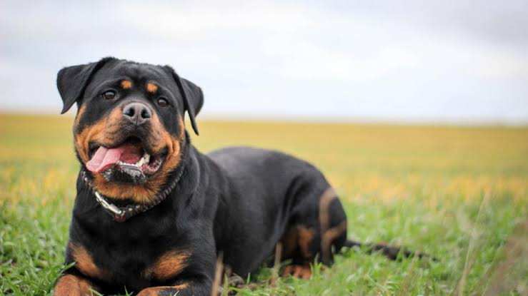 Oldest rottweiler on the record 