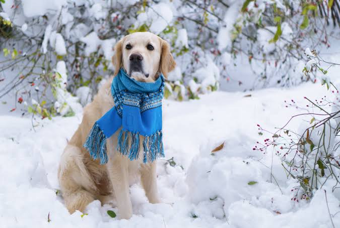 How Cold Is Too Cold for Dogs