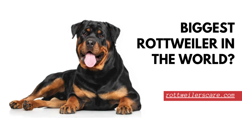 Which Rottweilers are the Biggest – Largest in the world?