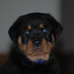 Take care of a Rottweiler Puppy