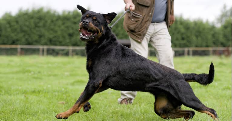 Rottweiler is a protective breed