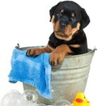 How often should you bathe your Rottweiler?