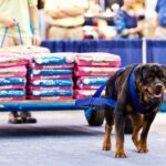 How much weight can a Rottweiler pull?