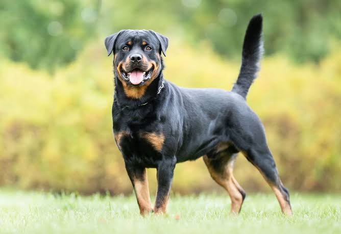 Rottweiler lifespan