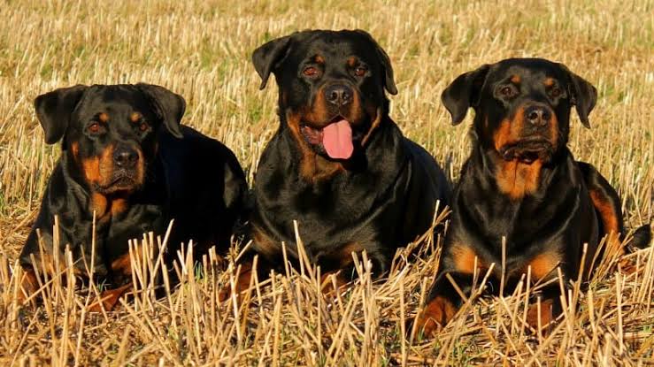 Lifespan of rottweiler