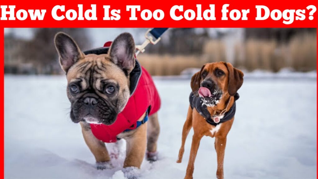 How Cold Is Too Cold for Dogs?