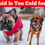 How Cold Is Too Cold for Dogs